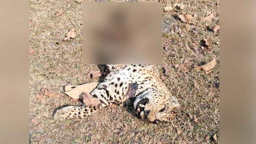 Leopard Carcass Found |