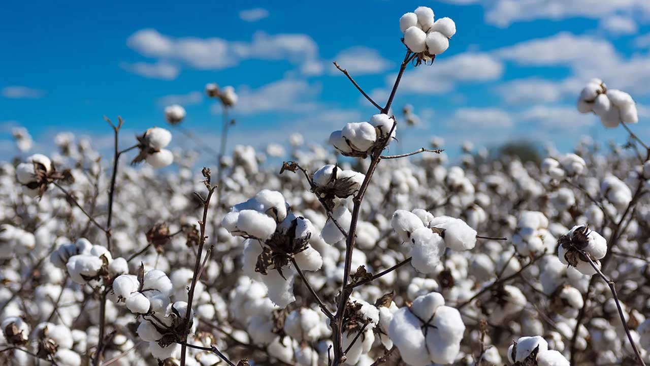 cotton