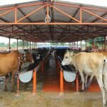 Hyderabad Gosala Project