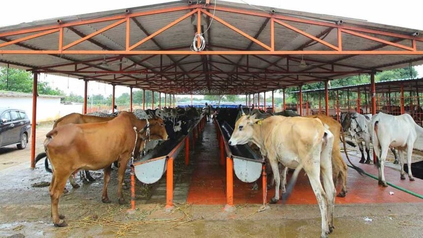 Hyderabad Gosala Project