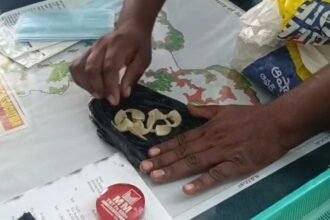 Leopard claws case |