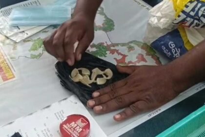 Leopard claws case |