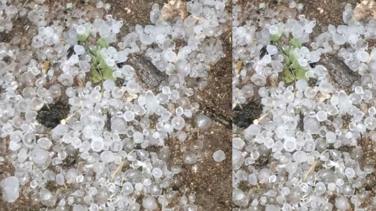 Telangana Hailstorm Rain | పలు జిల్లాల్లో వడగళ్ల వాన.. ఆందోళనలో రైతులు 2 vadagallu