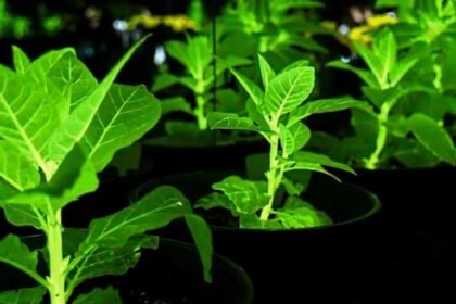 Glowing Plants China