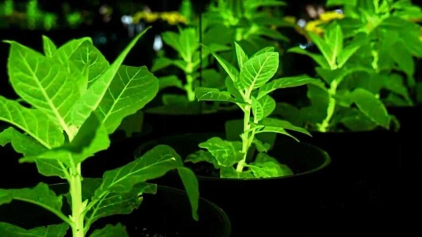 Glowing Plants China