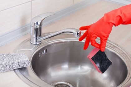 Kitchen Sponge Bacteria