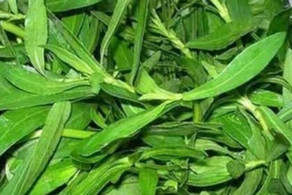 Ponnaganti Leaves