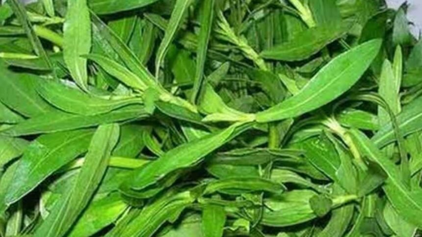 Ponnaganti Leaves