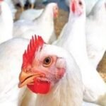 Telangana Chicken Shops