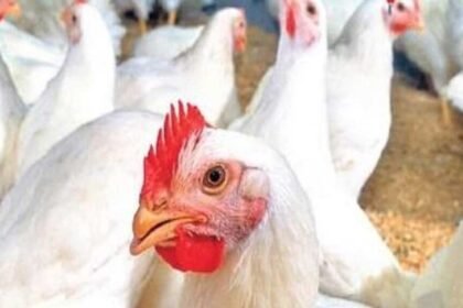 Telangana Chicken Shops