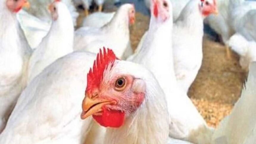 Telangana Chicken Shops