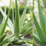 Aloe Vera Vastu
