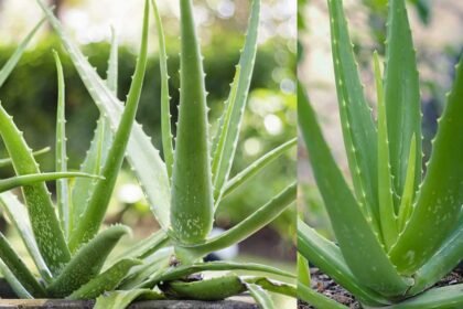 Aloe Vera Vastu