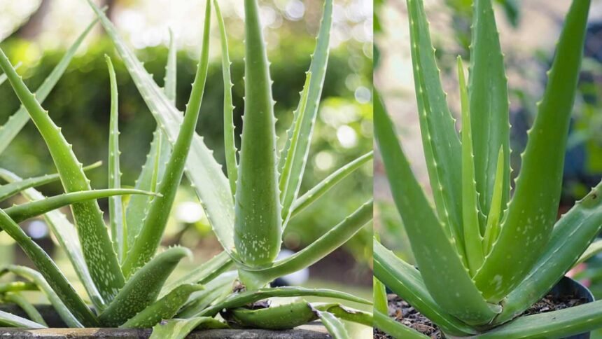 Aloe Vera Vastu