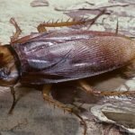 Cockroach Facts | తల తెగిపోయినా వారం రోజులు జీవం.. ఏమిటీ వింత జీవులు?