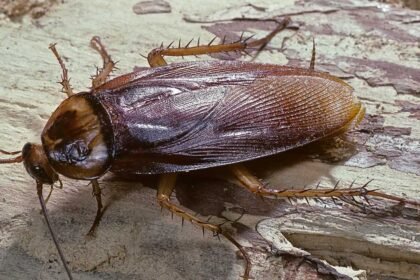 Cockroach Facts | తల తెగిపోయినా వారం రోజులు జీవం.. ఏమిటీ వింత జీవులు?