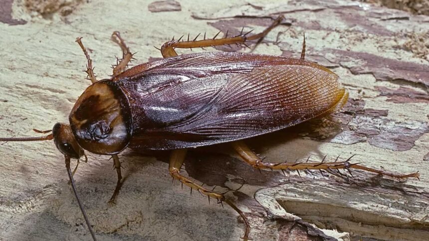 Cockroach Facts | తల తెగిపోయినా వారం రోజులు జీవం.. ఏమిటీ వింత జీవులు?