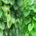 Tippa Teega Benefits | పిచ్చి తీగ అనుకుంటే పొరపాటే.. దీని పవర్ తెలిస్తే షాక్ అవుతారు!