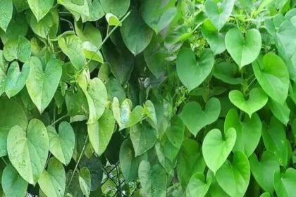 Tippa Teega Benefits | పిచ్చి తీగ అనుకుంటే పొరపాటే.. దీని పవర్ తెలిస్తే షాక్ అవుతారు!