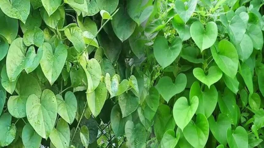 Tippa Teega Benefits | పిచ్చి తీగ అనుకుంటే పొరపాటే.. దీని పవర్ తెలిస్తే షాక్ అవుతారు!