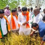 Hailstorm Crop Loss |