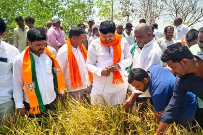 Hailstorm Crop Loss |