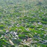 Hailstorm Crop Damage |