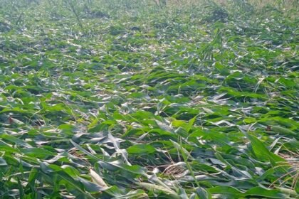Hailstorm Crop Damage |