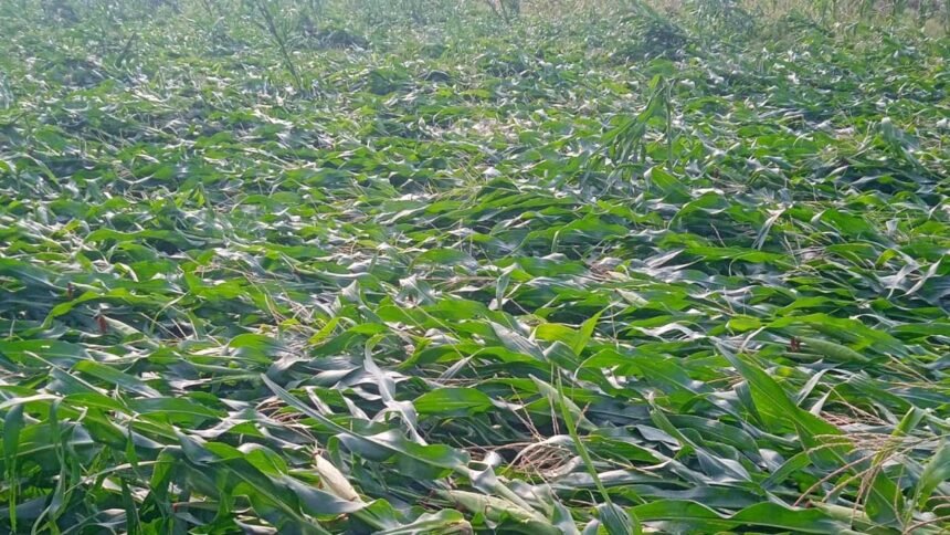 Hailstorm Crop Damage |